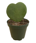 Kerri Hearts Green